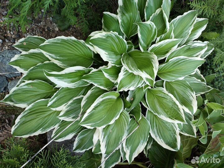 Делянки хосты разных сортов