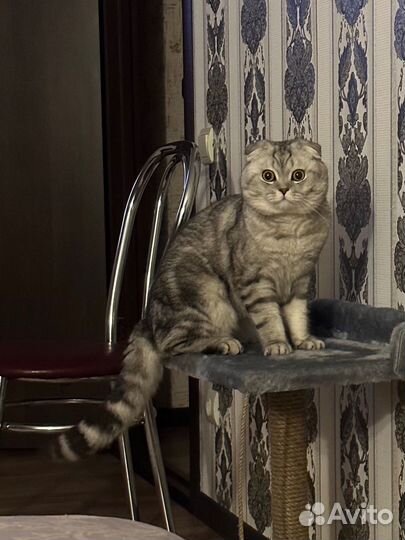 Шотландский кот вязка