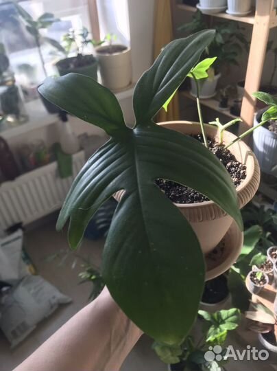 Филодендроны обмен