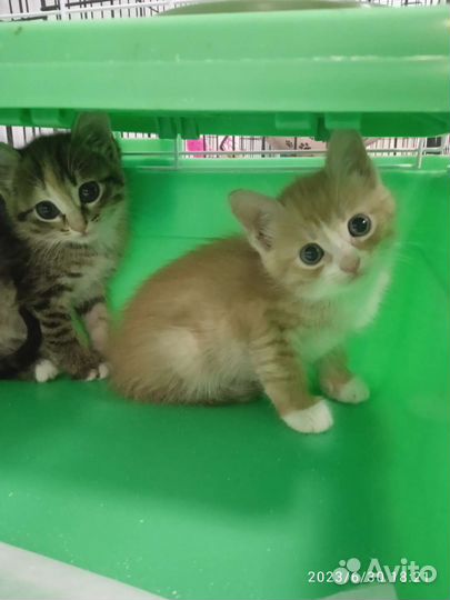 Котята в добрые руки