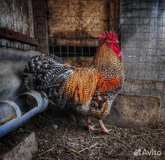 Билефельдер петушки