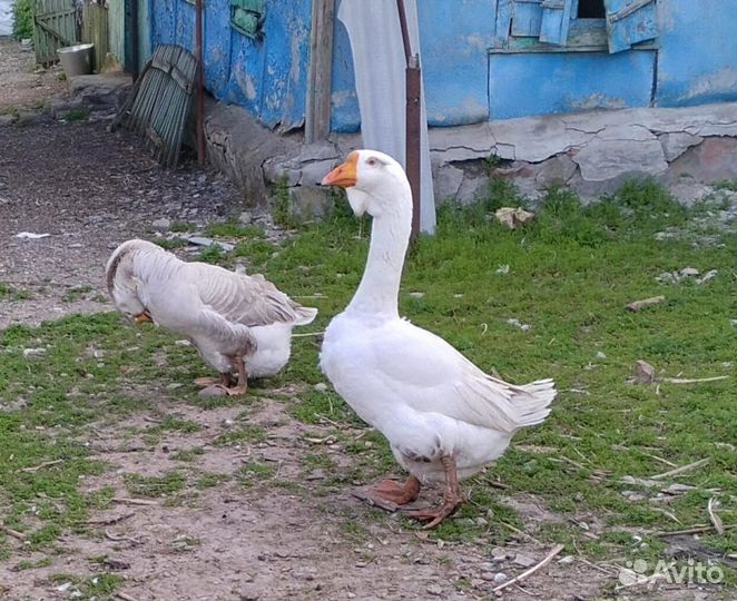 Холмогорские гуси