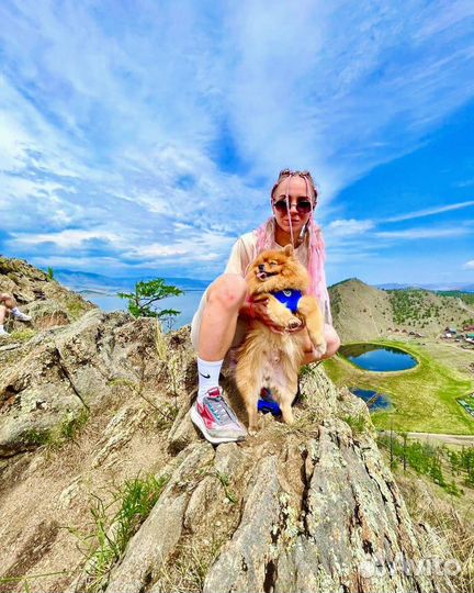 Случка шпиц