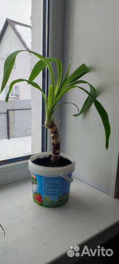 Домашние цветы