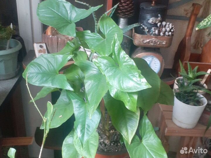 Буссенгольция базелловидная