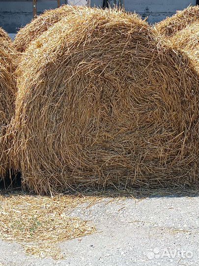 Солома ячменная