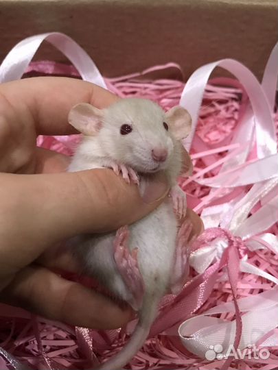 Крысята голубые и сиамские дамбо Rat Tail