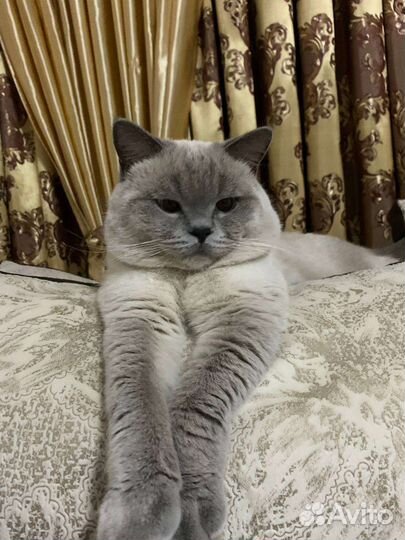 Британский кот вязка