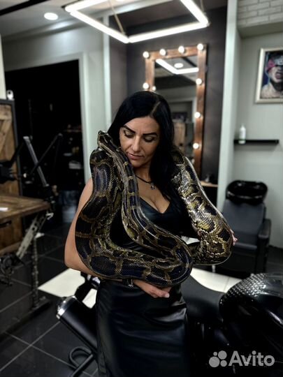 Аренда Змеи, фотосессия со Змеёй