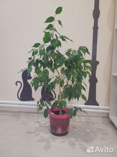 Фикус бенджамина