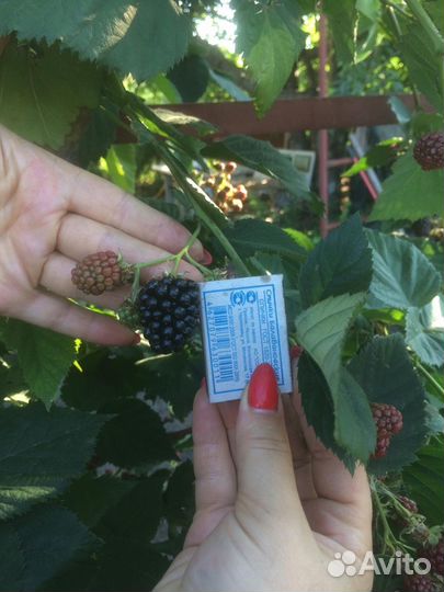 Саженцы Ежевика бесшипная Блэк сатин