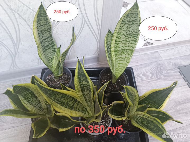 Комнатные цветы