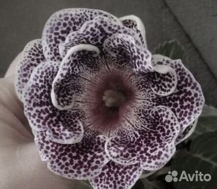 Глоксиния махровая