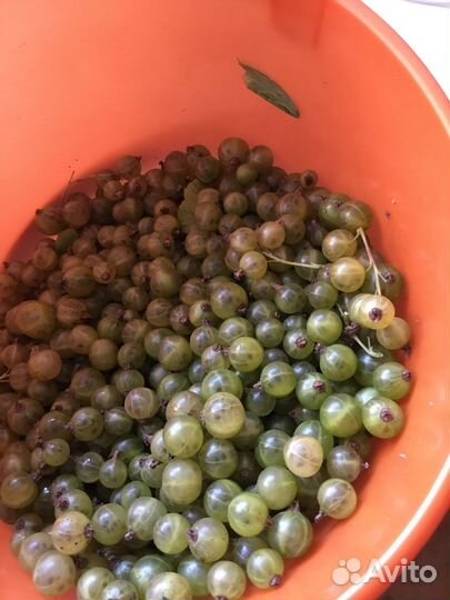 Черная смородина зеленоплодная Изумрудное ожерелье