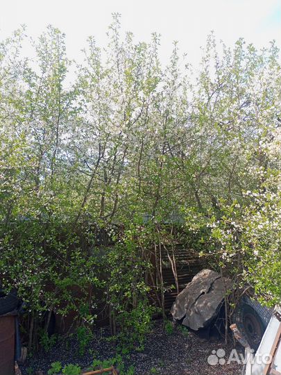 Саженцы вишни владимирской,молодежной