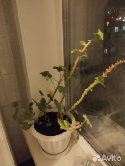 Комнатные цветы бесплатно