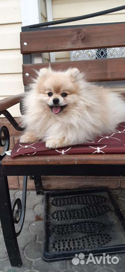 Шпицы. Доставка