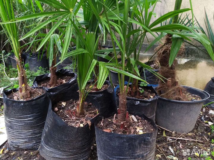 Пальма Трахикарпус