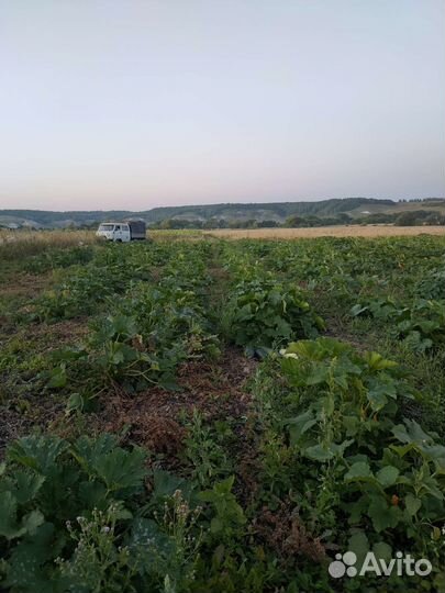 Кабачки на корм