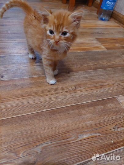 Рыжий котик