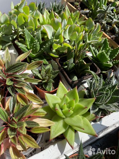 Кактусы и суккуленты