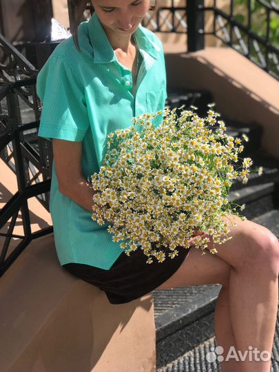 Кустовые ромашки (Нидерланды)