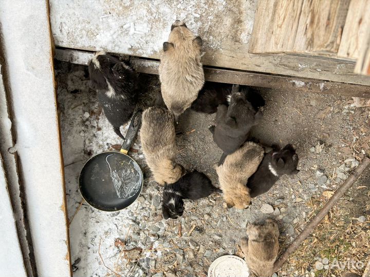 Собаки бесплатно в добрые руки щенки