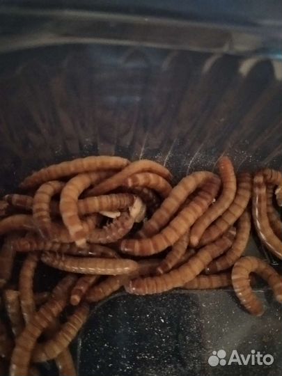 Сверчки,мучник(живые)