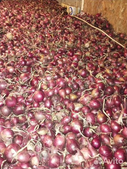 Лук севок оптом