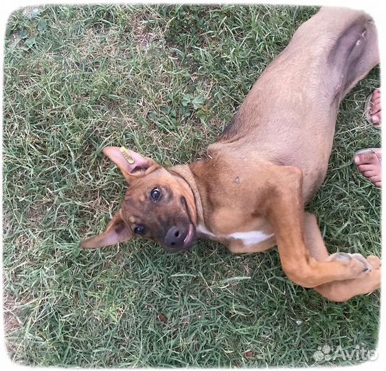 Подарите дом девочке-стерилизована. 5-6 мес