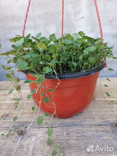 Дихондра ампельная/почвопокровник