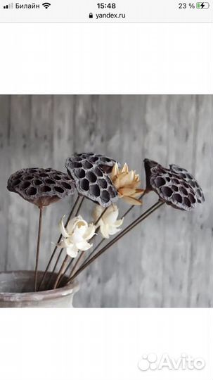 Лотос сухоцвет оптом и штучно, коробочка