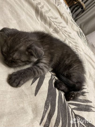 Отдам котенка в добрые руки