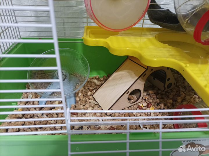 Джунгарский хомяк с клеткой