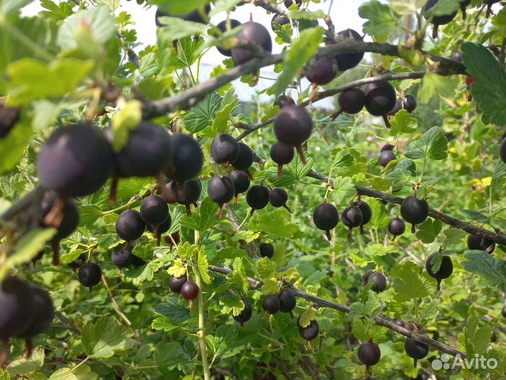 Крыжовник ягоды и чёрная смородина