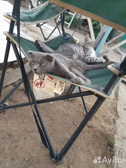 Кошка в дар бесплатно