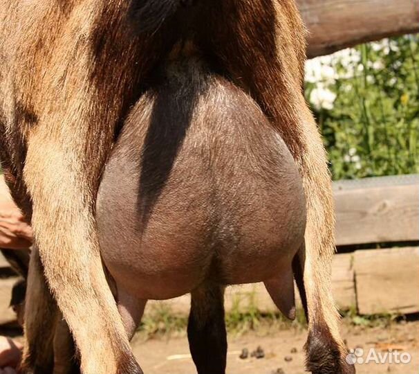 Альпийские козы-козлята от удойных родителей