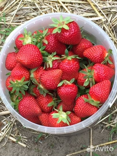 Клубника 12 л