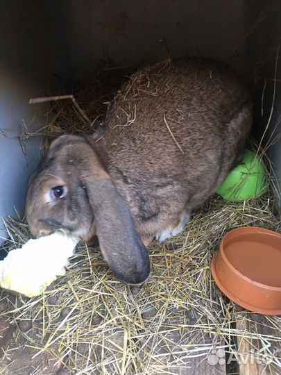 Кролики породы французский баран