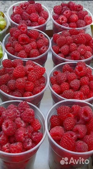 Ягода Малина