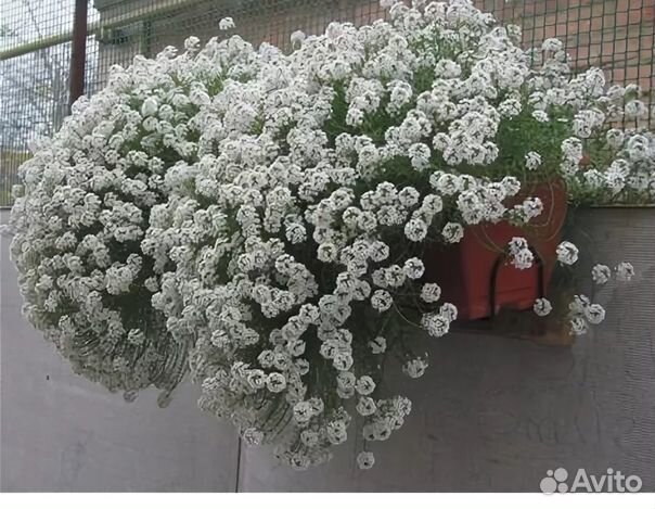 Алиссум Snow Princess /Медовый аромат сада