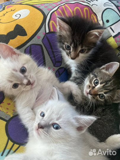 Котята в добрые руки