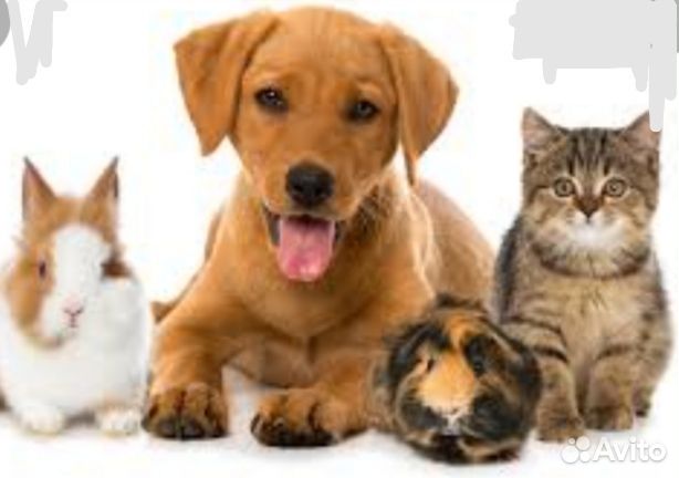 Передержка домашних животных