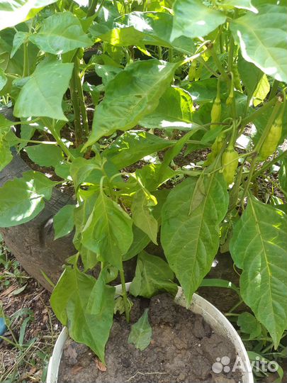 Рассада сверх острых перцев