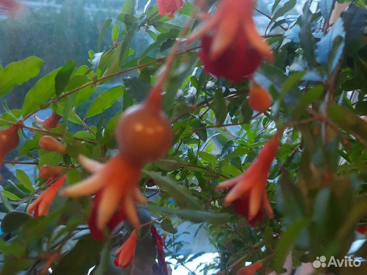 Гранат карфоген