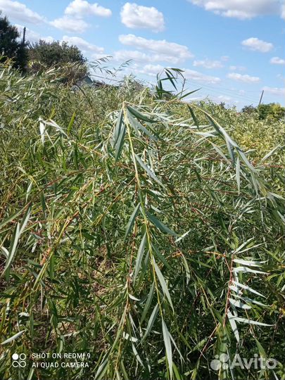 Саженцы ивы