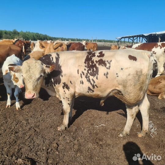 Бычки и телки казахская белоголовая