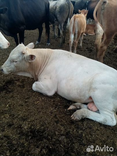Продам быков