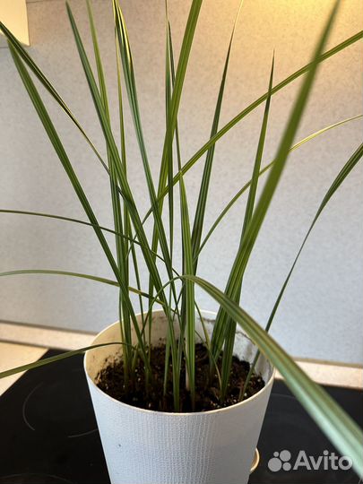 Каланхоэ в горшке