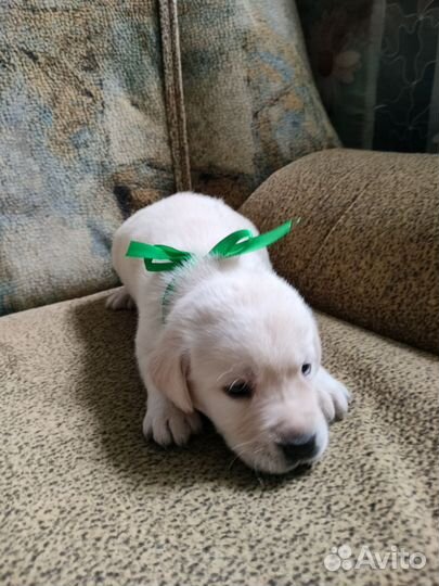 Щенки лабрадора